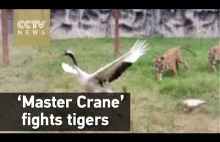Żuraw walczy z dwoma tygrysami.