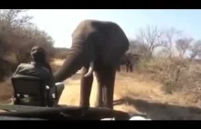 Bliskie spotkanie z dzikim słoniem