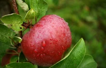 USA otworzy rynek dla polskiego drobiu i jabłek