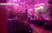 Plantacja marihuany ukryta za szafą. Ponad 600 krzaków konopi
