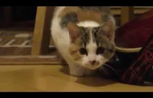 Funny cat playing compilation
