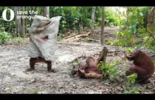 Orangutan przebrany za "ducha" próbuje straszyć kolegę