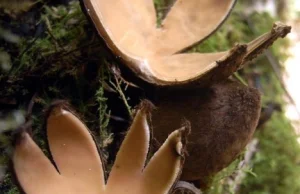 Jeden z najrzadszych grzybów na świecie, egzotyczny grzyb w kształcie gwiazdy.