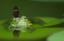 Weź aplikację iNaturalist na spacer, zostań przyrodnikiem.