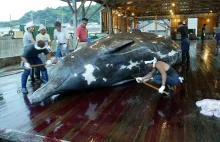 Japonia pod pręgierzem za okrucieństwo wobec wielorybów