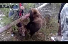 Myśliwi ratują płaczącego niedźwiadka z pułapki