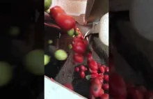 Maszyna do sortowania pomidorów