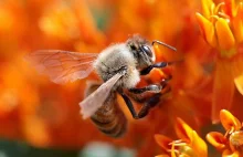 Co odpowiada za masowe wymieranie pszczół? Badacze potwierdzili źródło -...