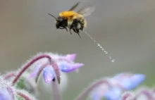 Fotograf uwiecznił pszczołę sikającą podczas lotu.
