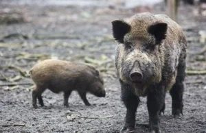 Luksusowa żywność według Polaków? Kawior, homar i kiełbasa z dzika