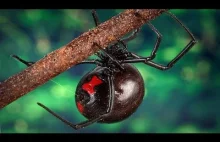 Najbardziej jadowity i niebezpieczny pająk na świecie!