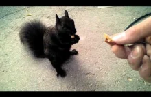 Przyjacielska czarna wiewiórka ;)