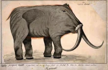 Tajemniczy syberyjski mamut bez trąby