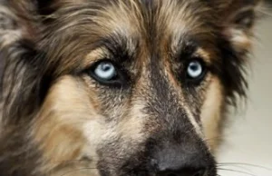 Adoptuj psa z Wrocławskiego Schroniska dla Bezdomnych Zwierząt