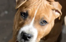 USA. Polak torturował psa, zwierzę uśpiono. 37-latek będzie deportowany.