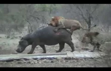 Polowanie lwów na hipopotamy