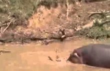 Hipopotam pokazuje kto tu rządzi