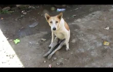 Sparaliżowany uliczny pies odzyskuje zdrowie dzięki rehabilitacji