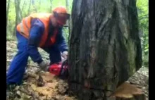 profesionalne ścinanie drzewa w lesie.