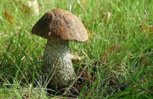 Popularne gatunki grzybów jadalnych i trujących