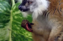 Lemury używają jadu krocionogów w celu ochrony przed owadami oraz jako narkotyku