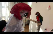 Mega papuga Ara. Maska na karnawał.