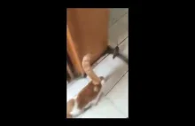 Kot ucieka przed szczurem...