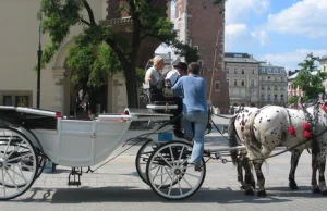 Krakowskie dorożki mimo upałów cały czas pracują. Miasto nie widzi problemu.