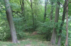 Wrocławskie lasy