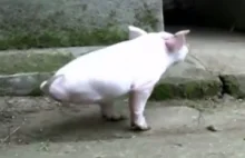 Mała świnka chodzi na przednich kończynach