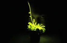 "Glowing Plant" - Roślina Świecąca w Ciemności