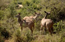 Zdjęcia dzikich zwierząt z bliska. Fotorelacja z Parku Krugera w RPA