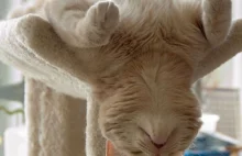 8 dowodów na to, że koty potrafią spać wszędzie