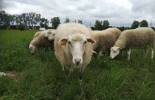 W Lublinie owce zastępują na próbę kosiarki