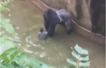 W Stanach Zjednoczonych zastrzelili goryla, aby ratować dziecko
