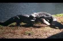Alligator Attacks Alligator