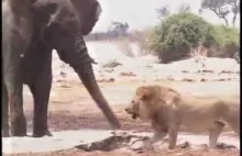 Słoniątko chronione przez dorosłe słonie i stado głodnych lwów.