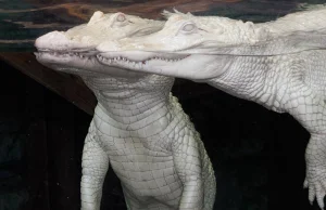 Niezwykle rzadka para białych aligatorów.