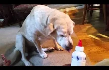 Właściciel tłumaczy psu, że pora na kolejną dawkę jego leku