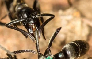 Afrykańskie mrówki udzielają sobie nawzajem pierwszej pomocy