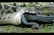 Pyton pożera aligatora żywcem - video