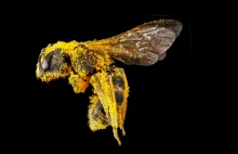 Pszczoły na zdjęciach makro Sama Droege’a - są piękne!