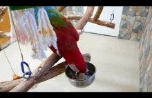 Inteligencja papug - na przykładzie Ary Zielonoskrzydłej