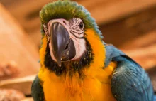 Policja aresztowała papugę, która krzykiem ostrzegała dilerów
