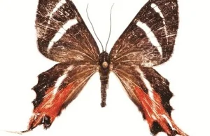 Nowy gatunek motyla odkryty przez polską wyprawę nazwany!