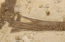 W Chinach odkopano szczątki "smoka" sprzed 120 milionów lat!