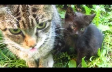 New five kittens with mother cat