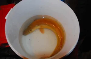 W Małopolsce złapano złotą rybkę