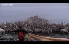 3 tysiące reniferów z Arktyki przeprawia się przez wodę