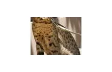Domowy leopard